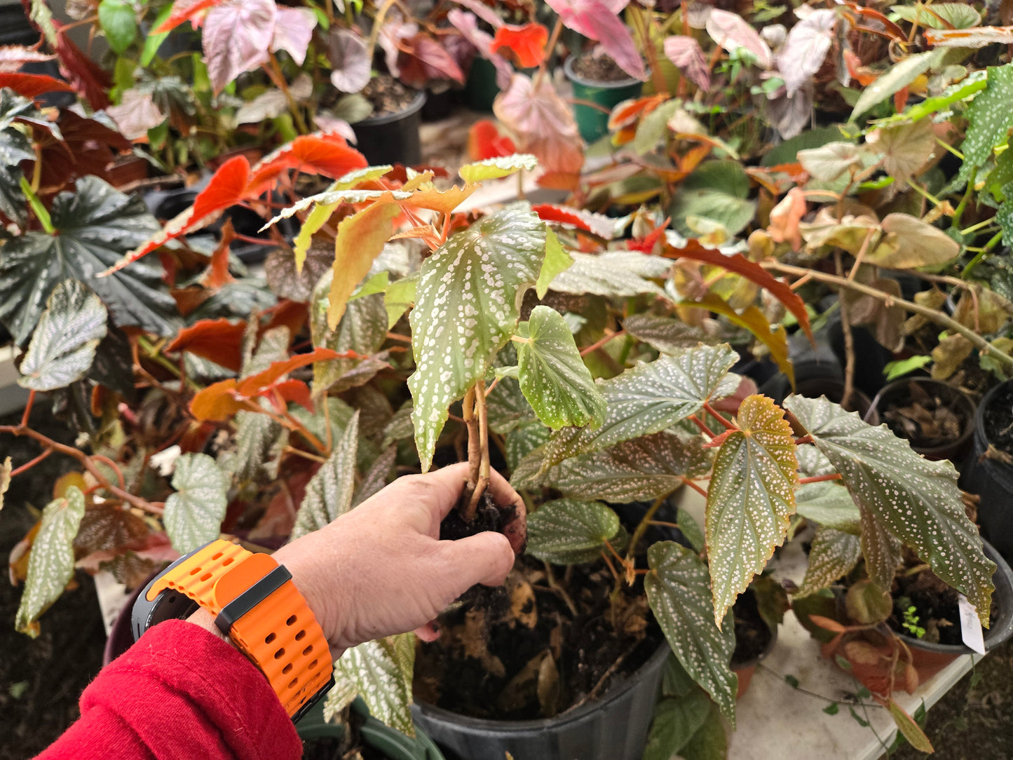 Small Begonia 'PINK SPOT MACULATA' polka dot begonia angel wing /cane