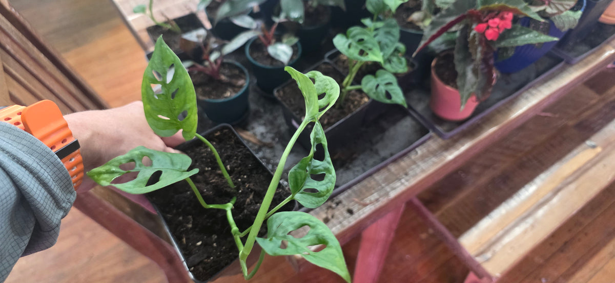 MONSTERA SWISS CHEESE 4-inch