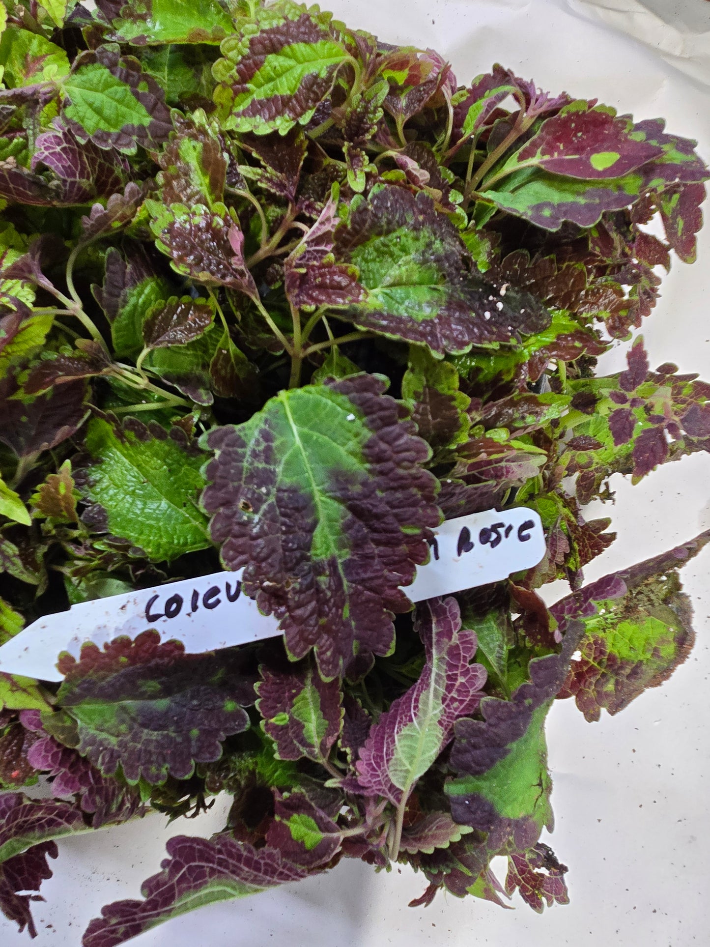 Coleus "HOT LAVA"