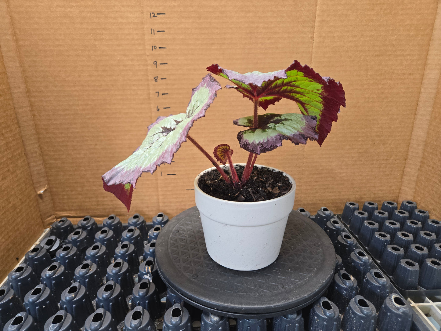 POTTED PREMIUM Rex Begonia Harmony's  Fire Woman