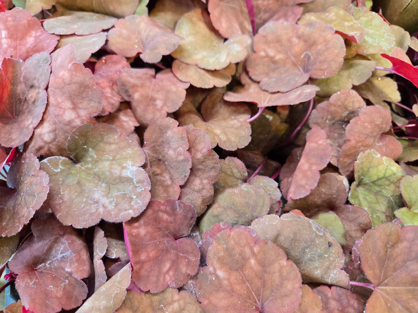 Heuchera Heureka Coral Bells AMBER LADY