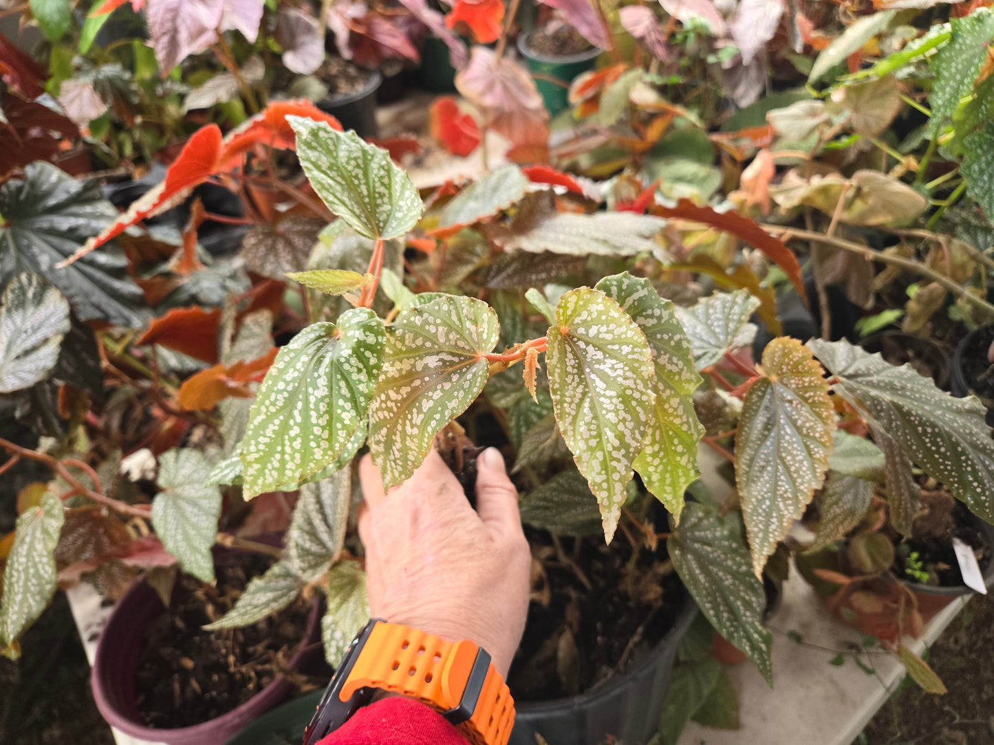 Small Begonia 'PINK SPOT MACULATA' polka dot begonia angel wing /cane