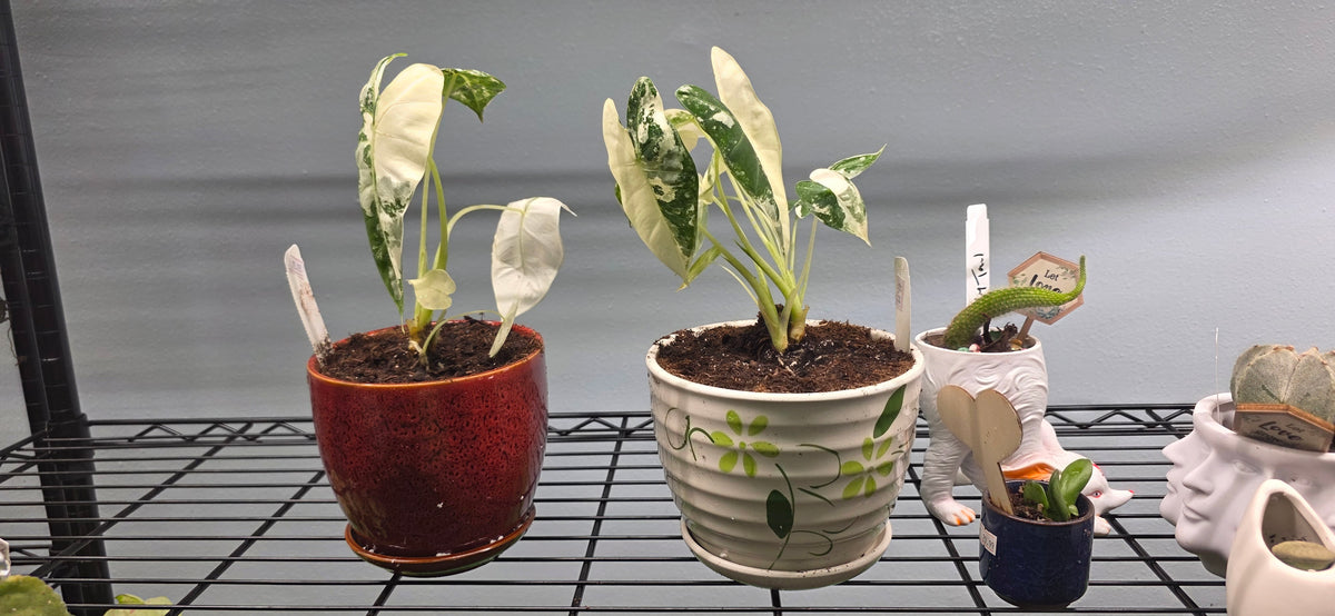 Alocasia Variegated Frydek -
