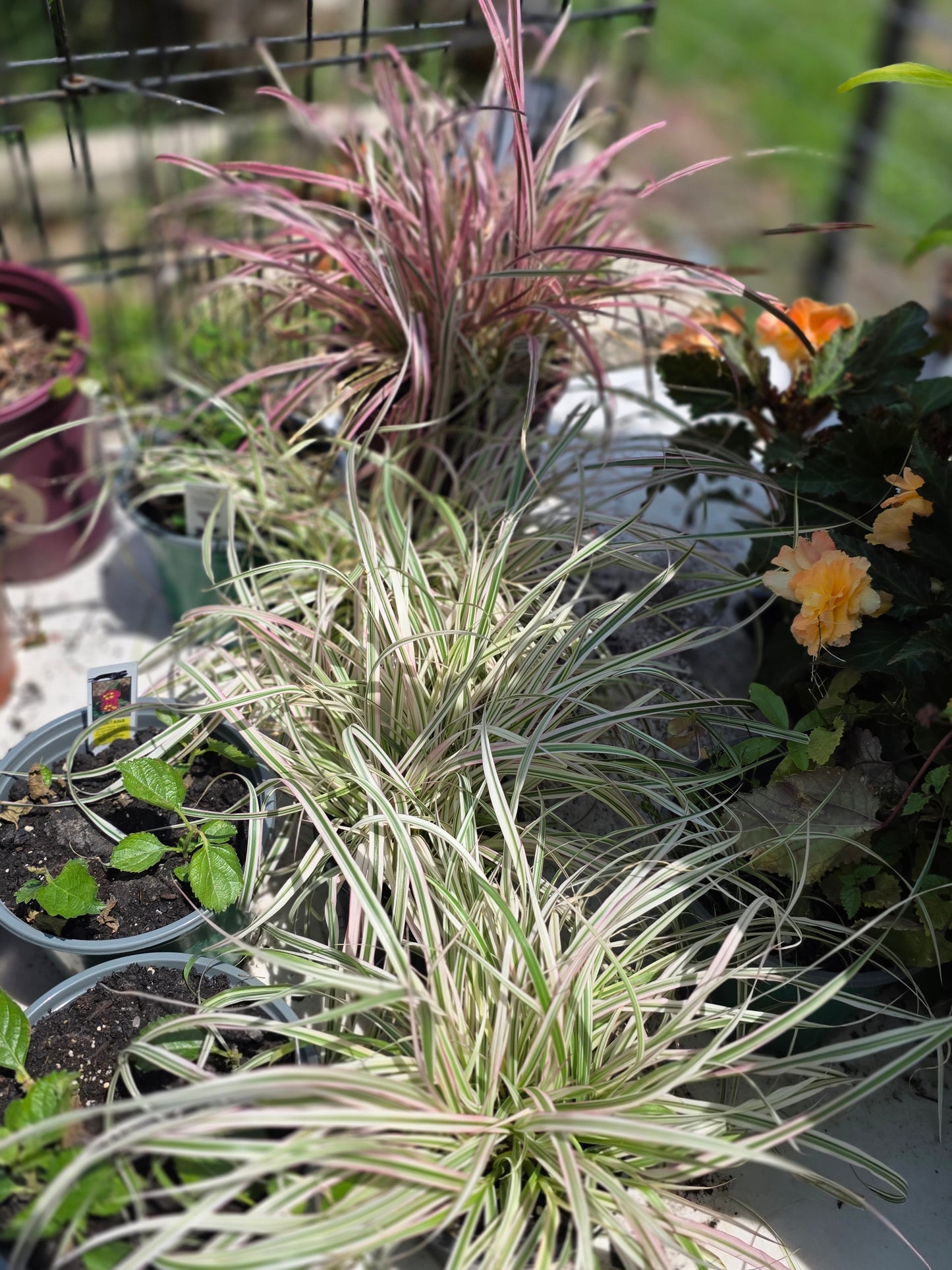 Fountain Grass 'CHERRY SPARKLER '
