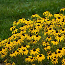 Rudbeckia Black-Eyed Susan"AMERICAN GOLD RUSH" hybrid