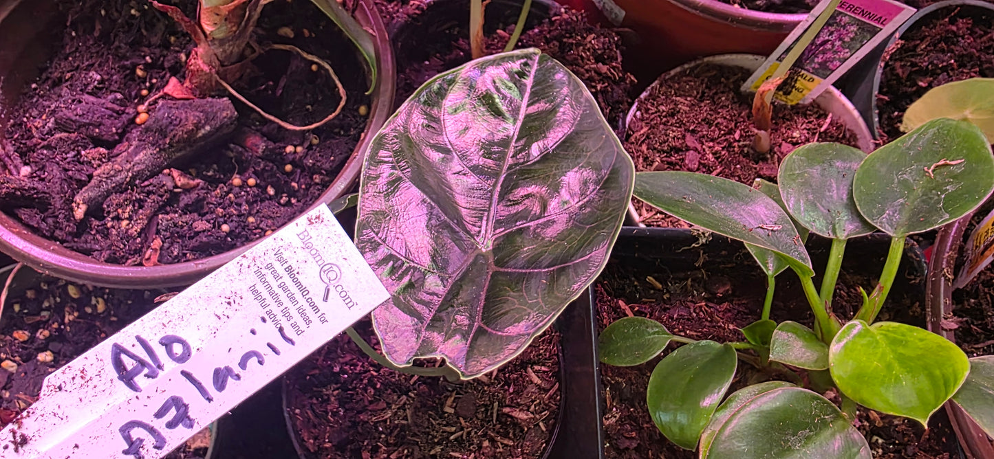 Alocasia Azlanii: