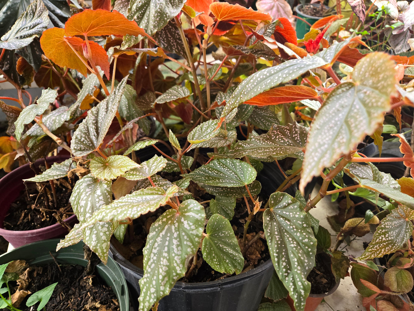 Small Begonia 'PINK SPOT MACULATA' polka dot begonia angel wing /cane