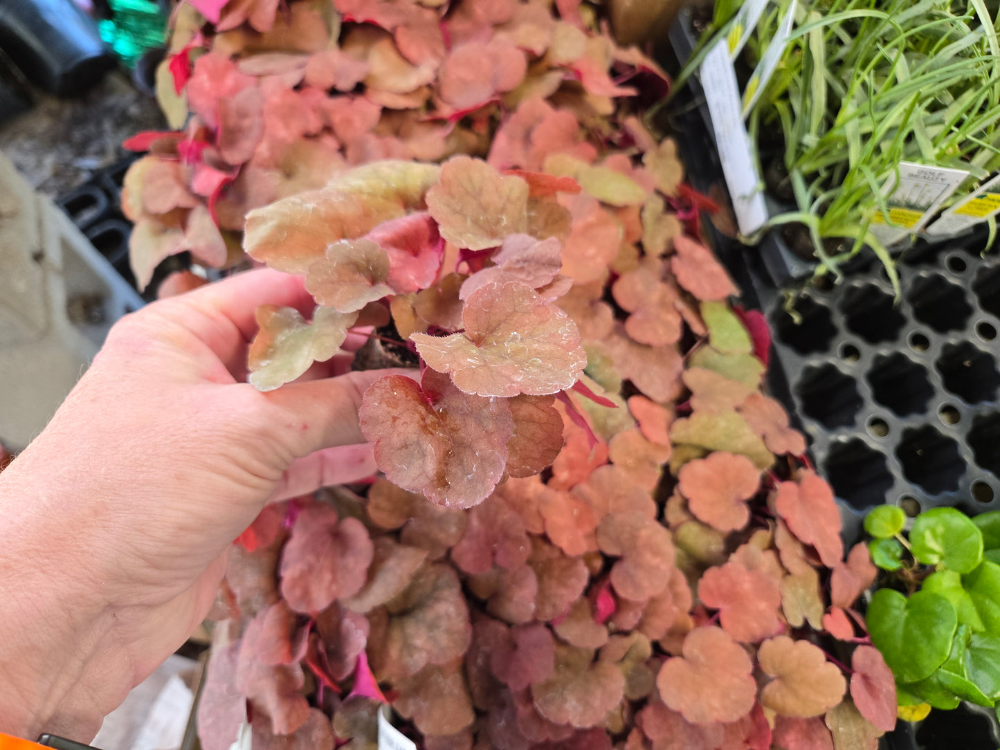 Heuchera Heureka Coral Bells AMBER LADY