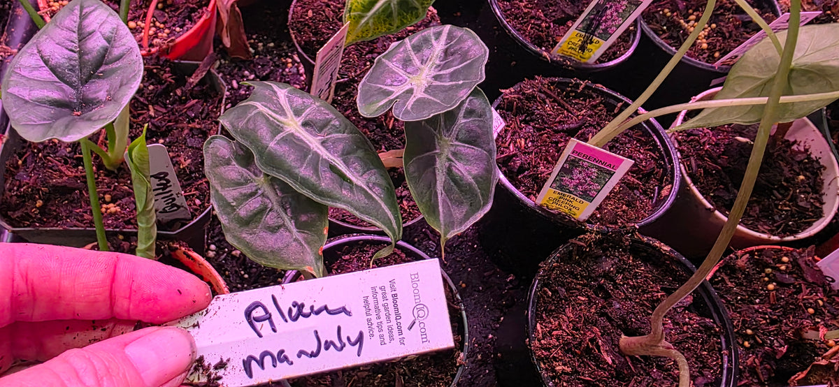Alocasia Mandalay