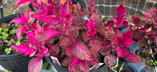 Live Lysine Chicken Gizzard/Bloodleaf Rooted Starter Plant