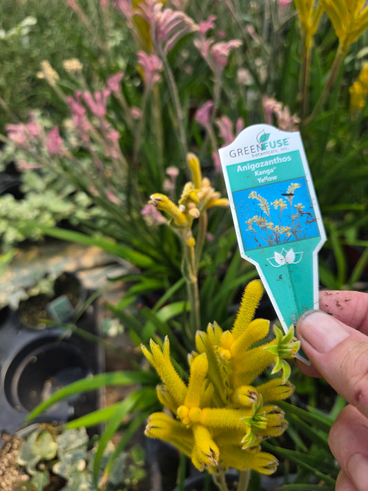 6in full pot  KANGAROO PAW LIVE plant Yellow