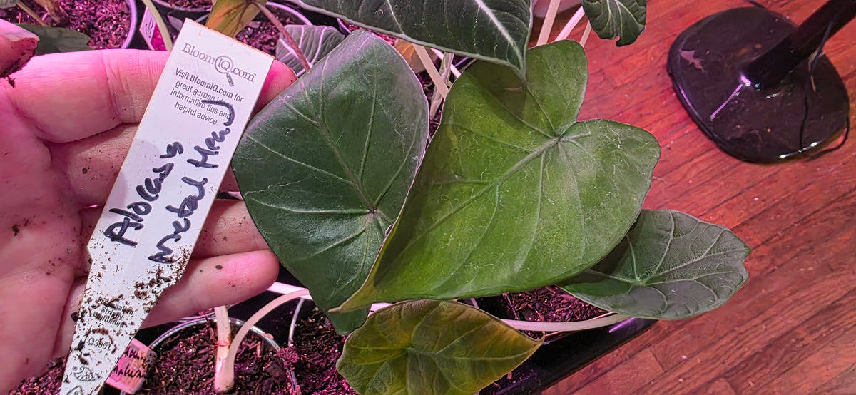 Alocasia Maharani