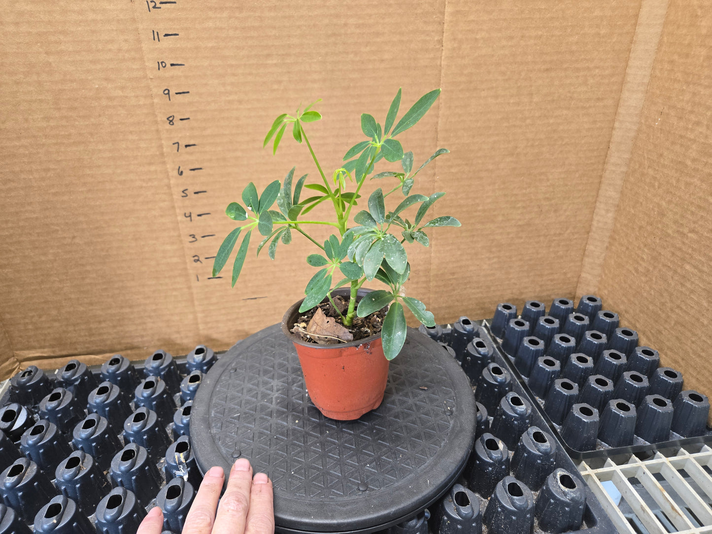 DWARF UMBRELLA PLANT