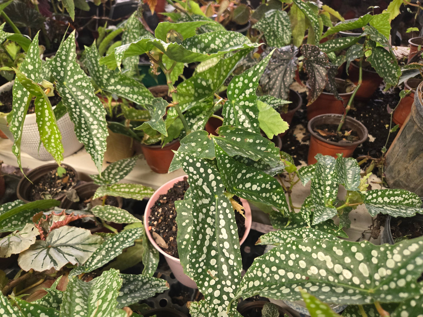 LARGE 6in WITH POT Live Begonia MY SPECIAL Rooted Plant  Angel Wing Cane Polka Dot Spotted