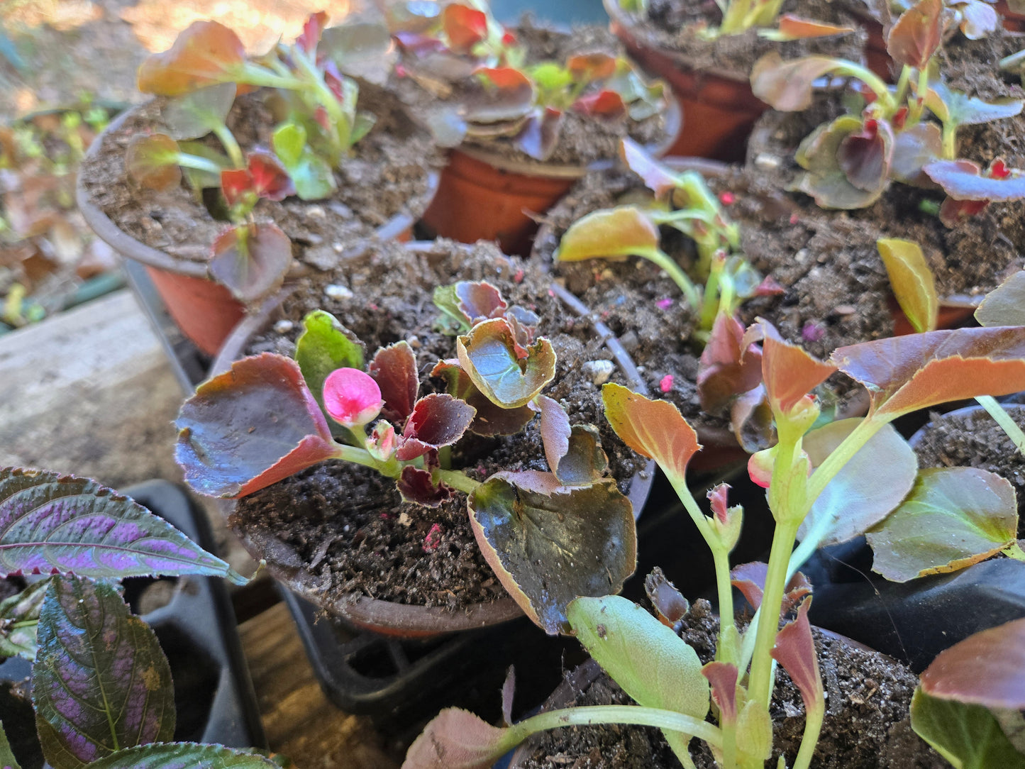 10 Small Begonia 'BADDA BADDA BOOM ROSE' wax begonias