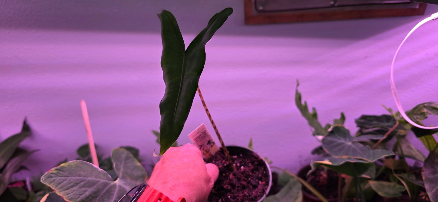 Alocasia Tigrina.