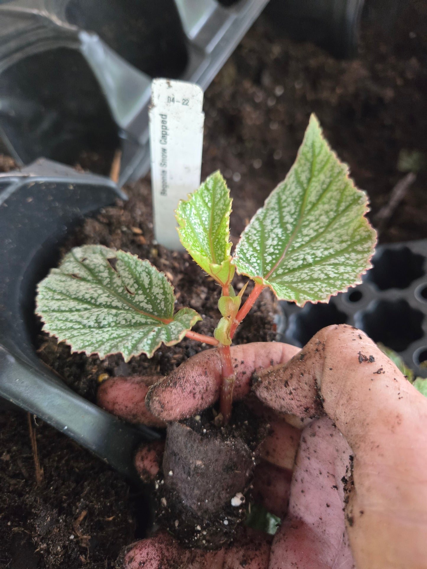 5 LOT of  BEGONIAS