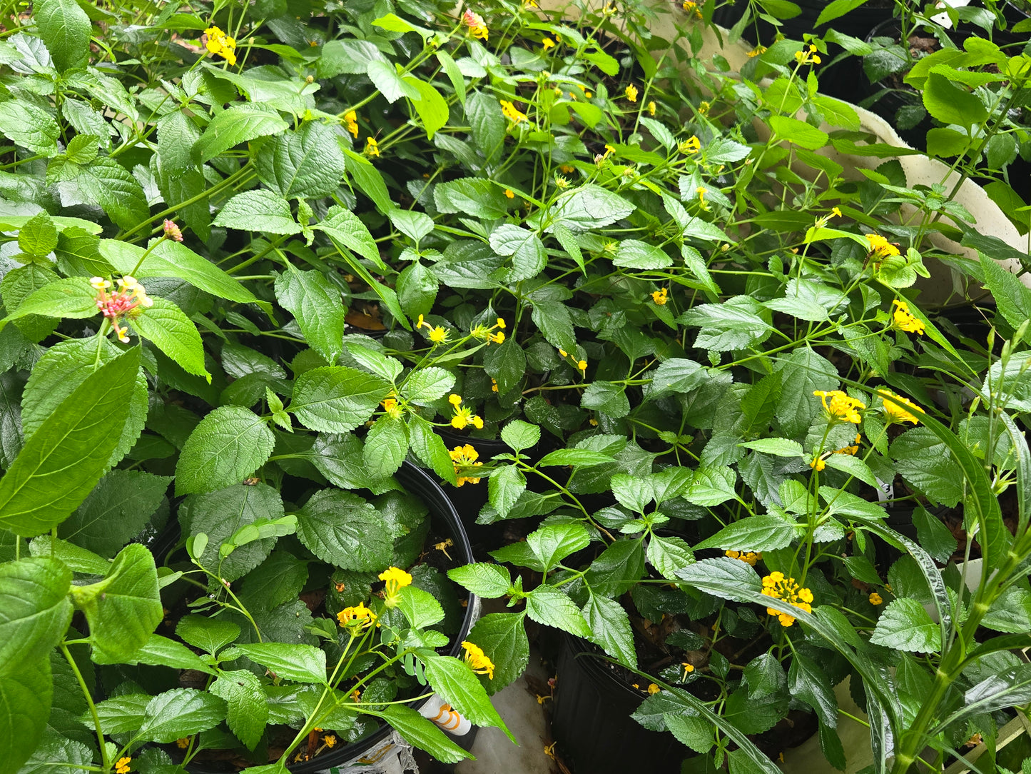 1 gallon of LANTANA