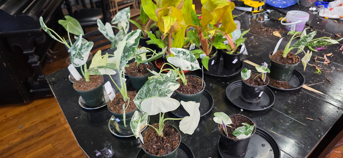 4" Variegated Alocasia 'Frydek'