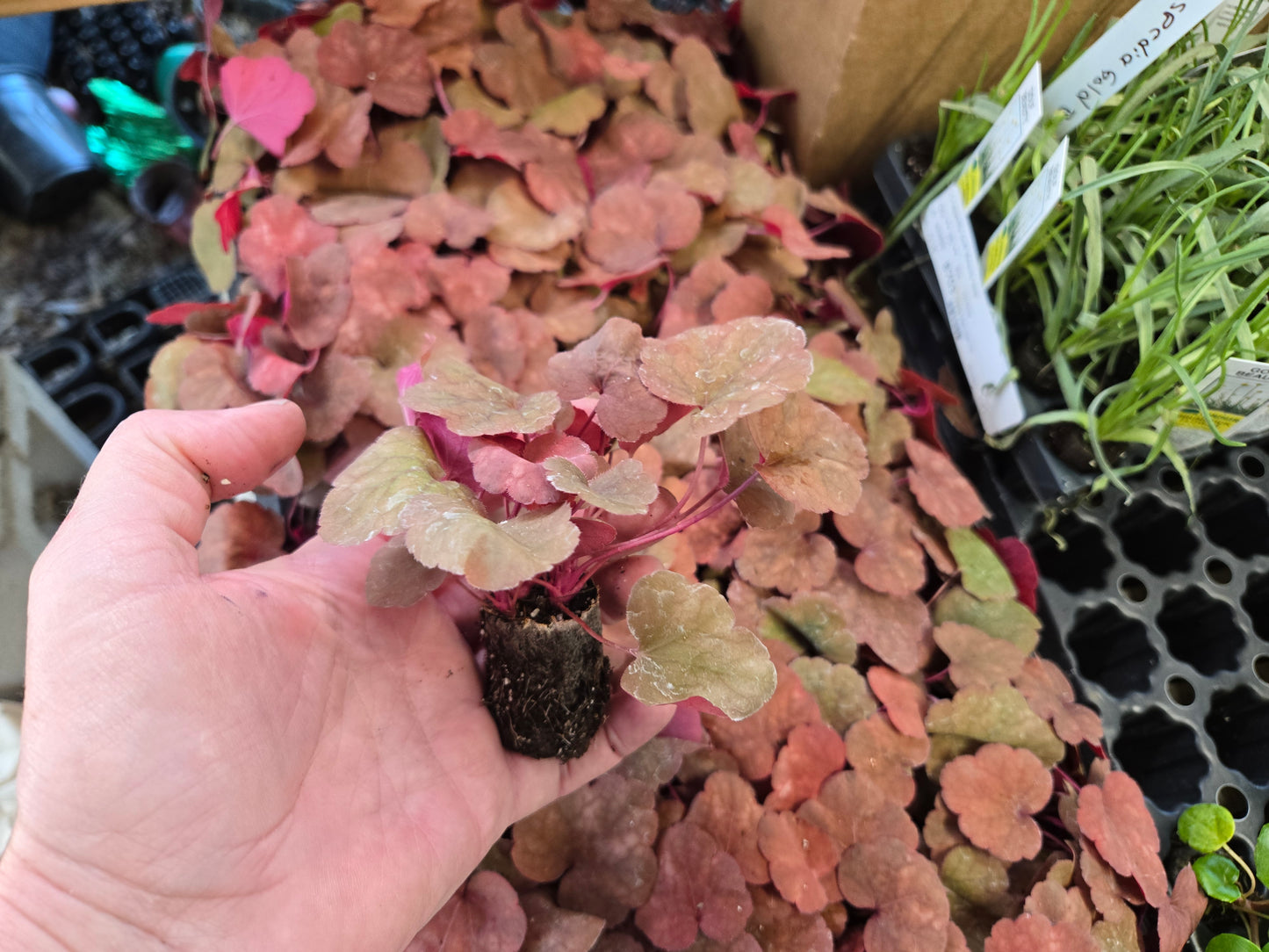 Heuchera Heureka Coral Bells AMBER LADY