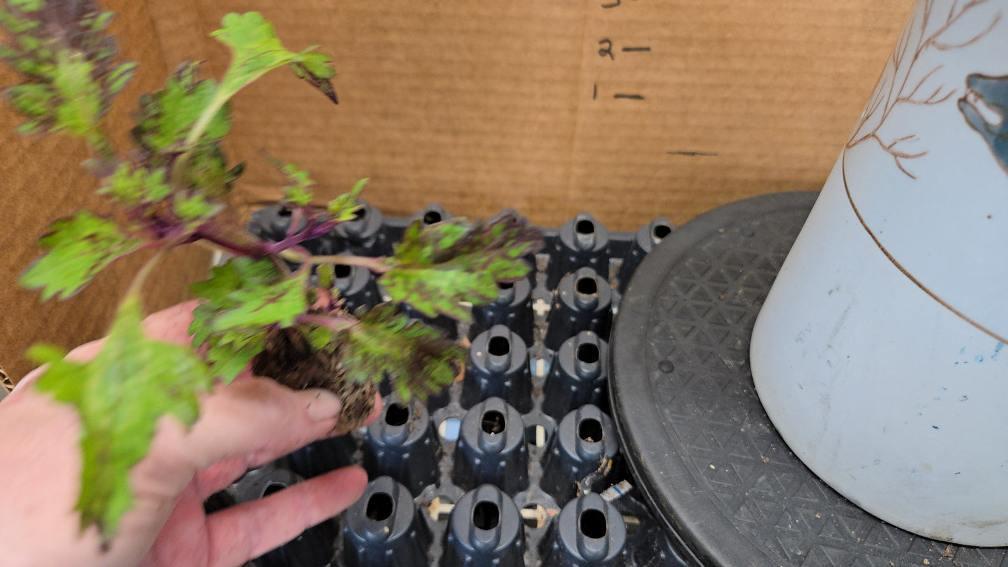 Coleus "KINGWOOD KARNIVAL " live plant