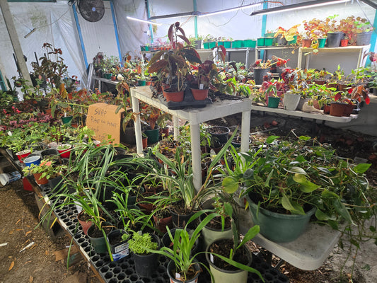 15 plants for $20 presale