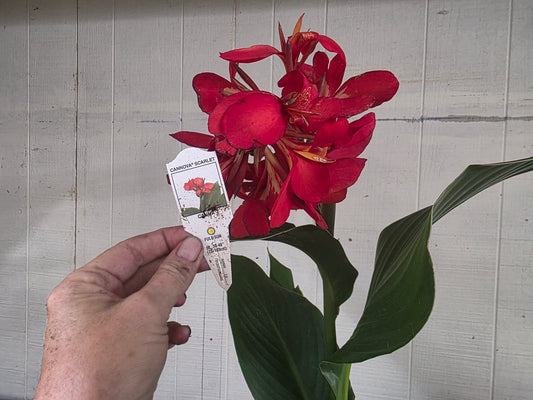 CANNOVA SCARLET 'Canna live plant