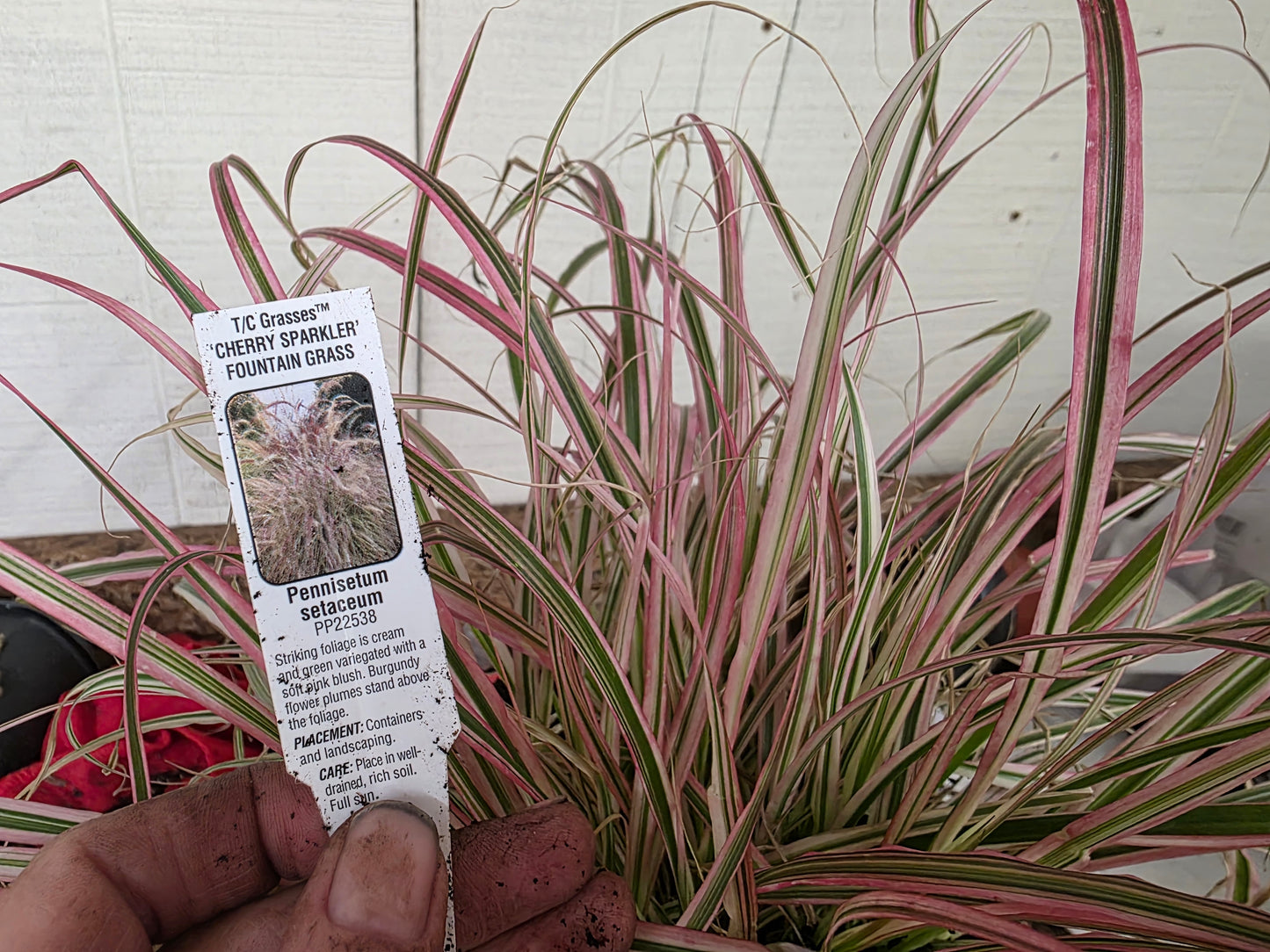 Fountain Grass 'CHERRY SPARKLER '