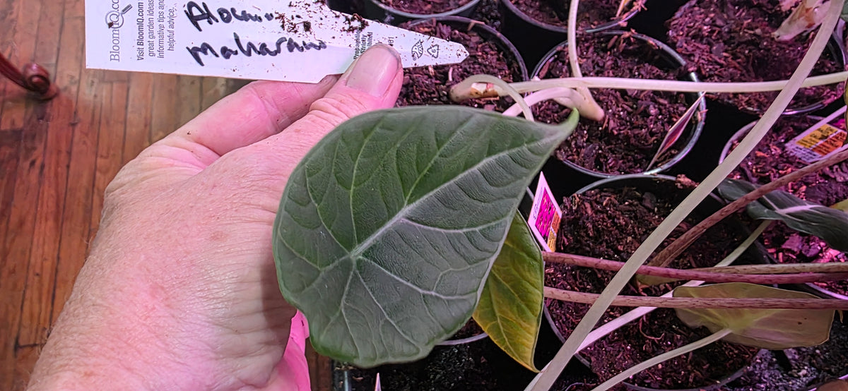 Alocasia Maharani