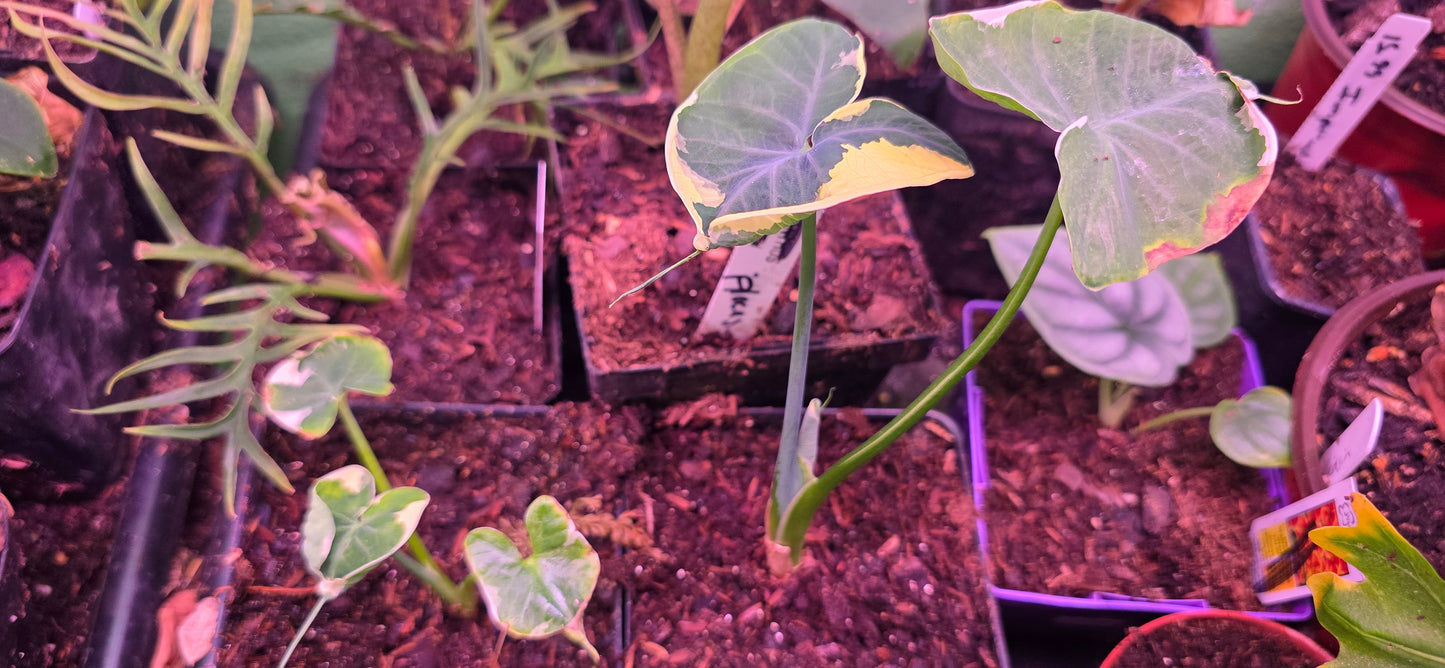 Alocasia Mickey Mouse.