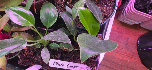 Philodendron Congo: