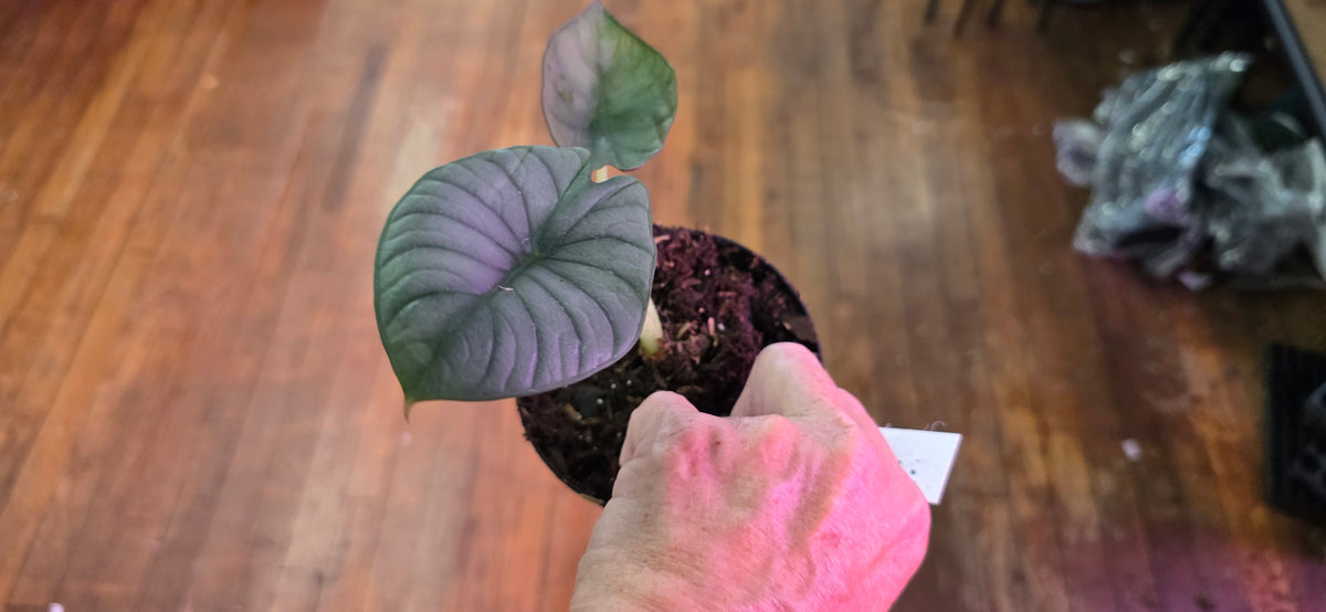 Alocasia Nebula Imperialis