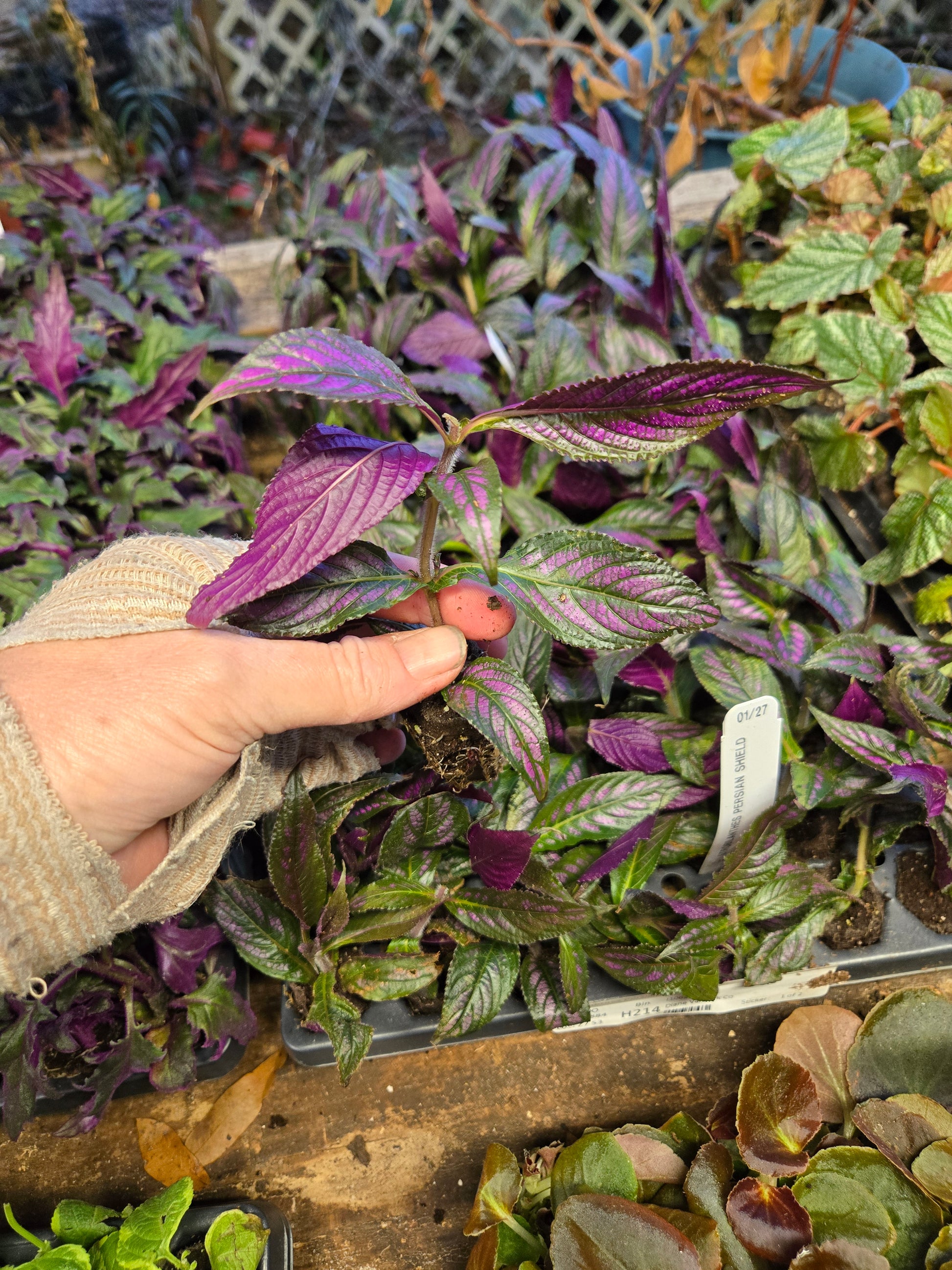 persian shield indoor plant Strobilanthes Dyeriana