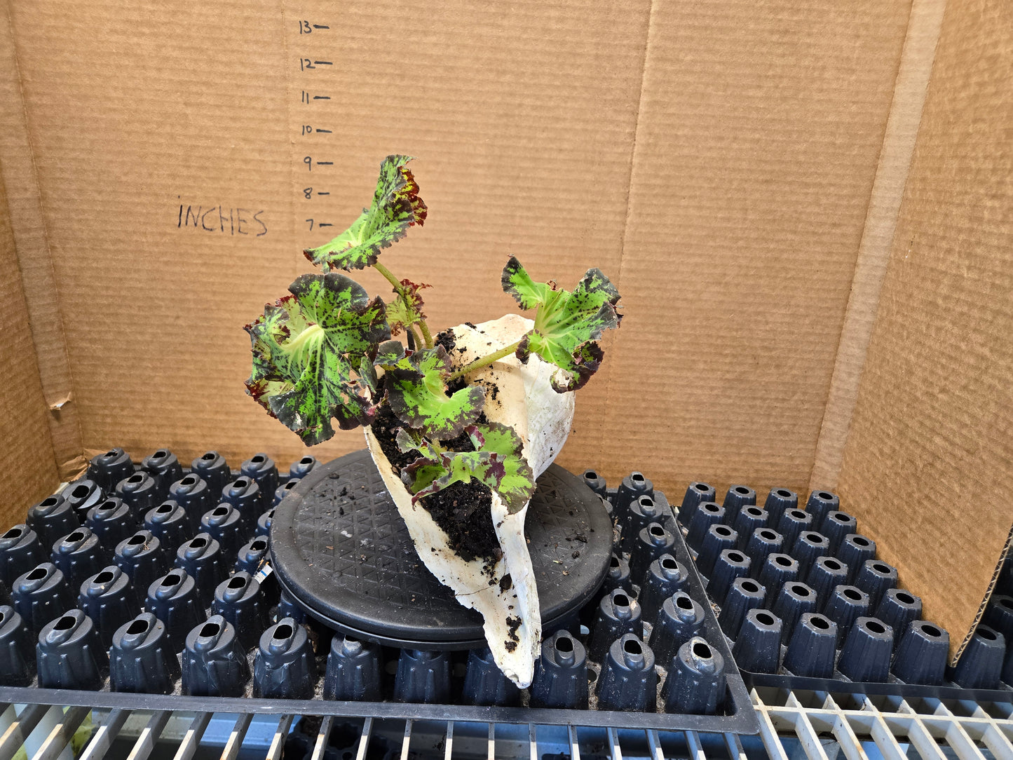 Unique plant with real shell pot and rex begonias