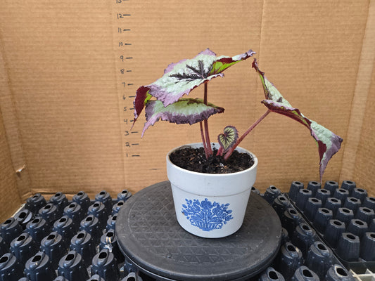 POTTED PREMIUM Rex Begonia Harmony's  Fire Woman