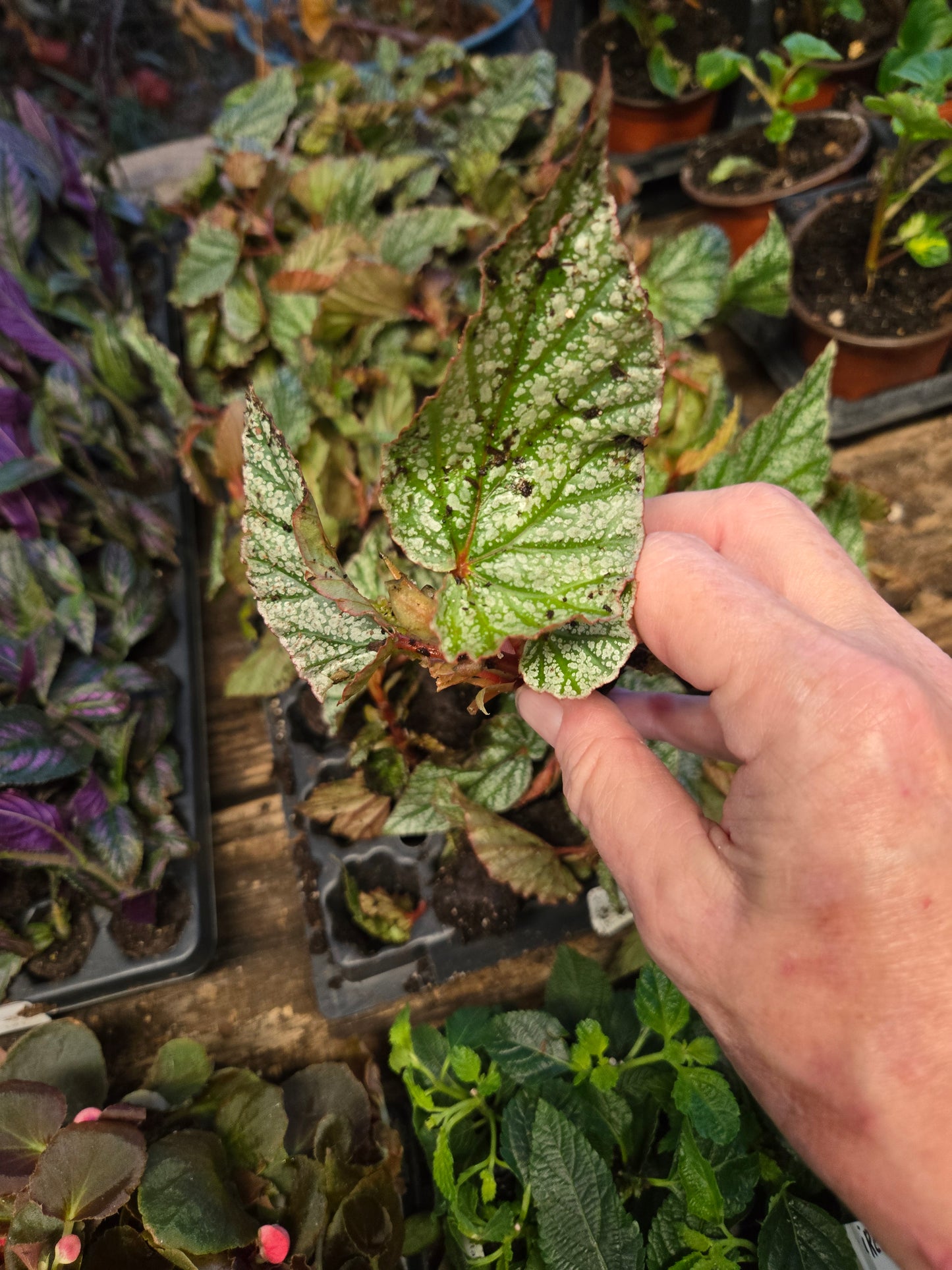 1 Live   Angel Wing/cane Begonia SNOW CAPPED Rooted