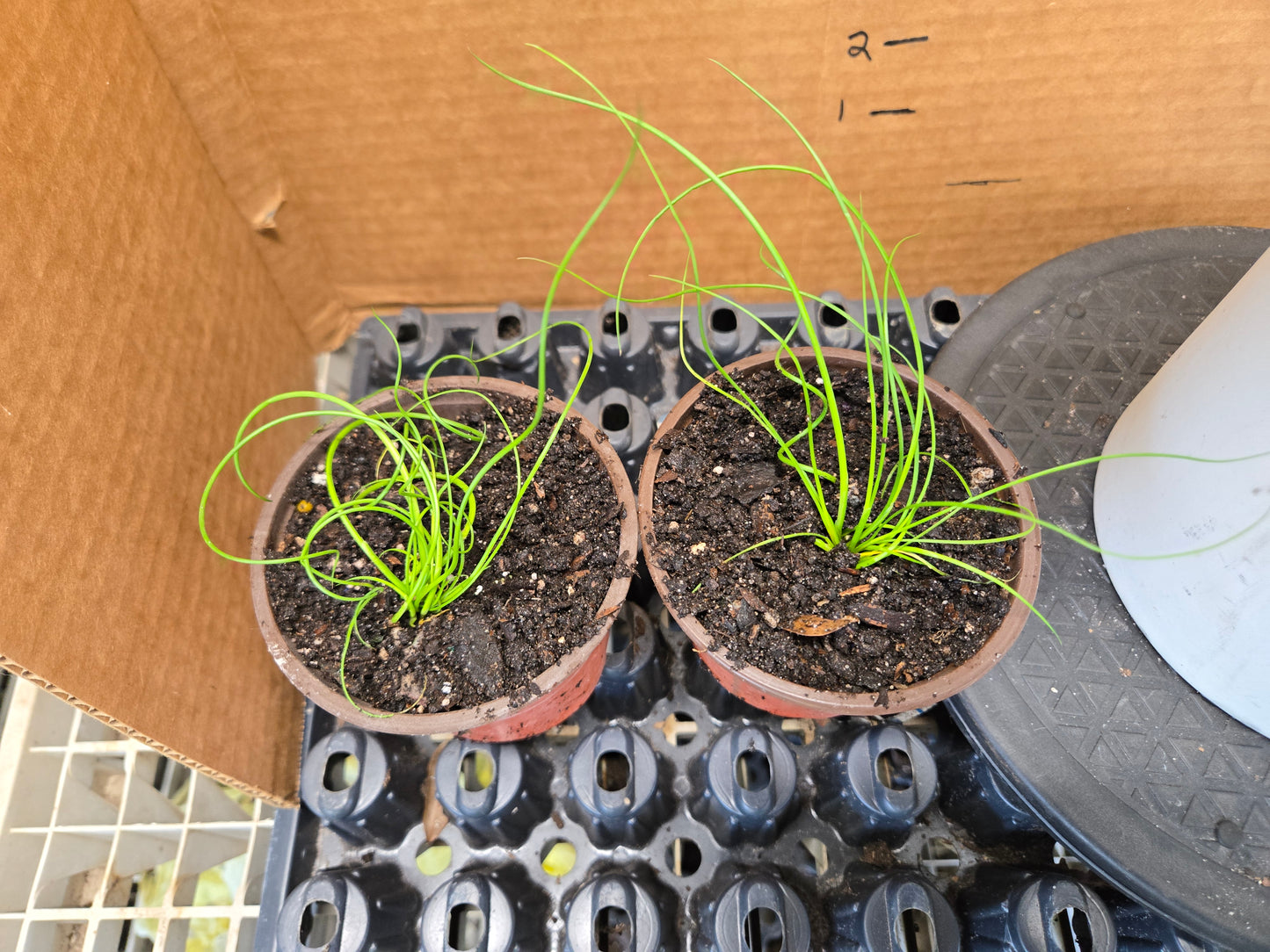 Live Starter/plug Rooted  CORKSCREW RUSH Juncus Effusus Spiralis