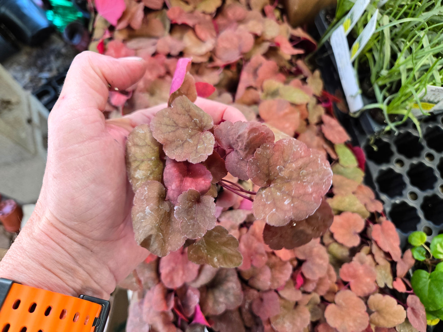 Heuchera Heureka Coral Bells AMBER LADY