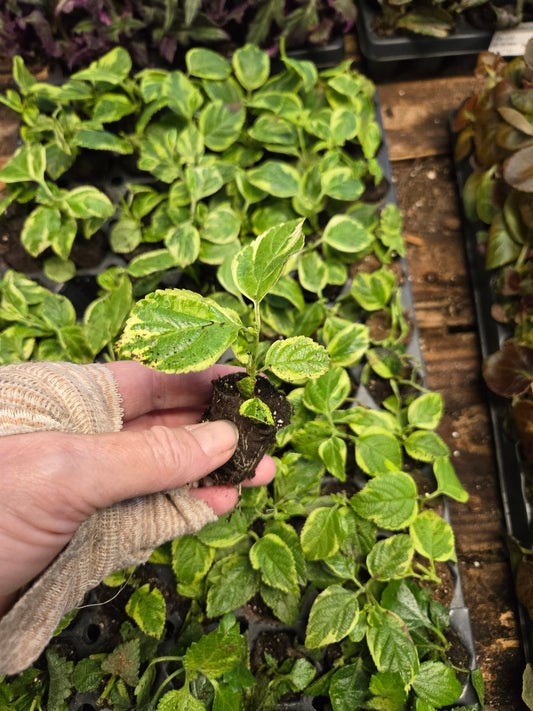 Lantana "SAMANTHA " Live Rooted Starter