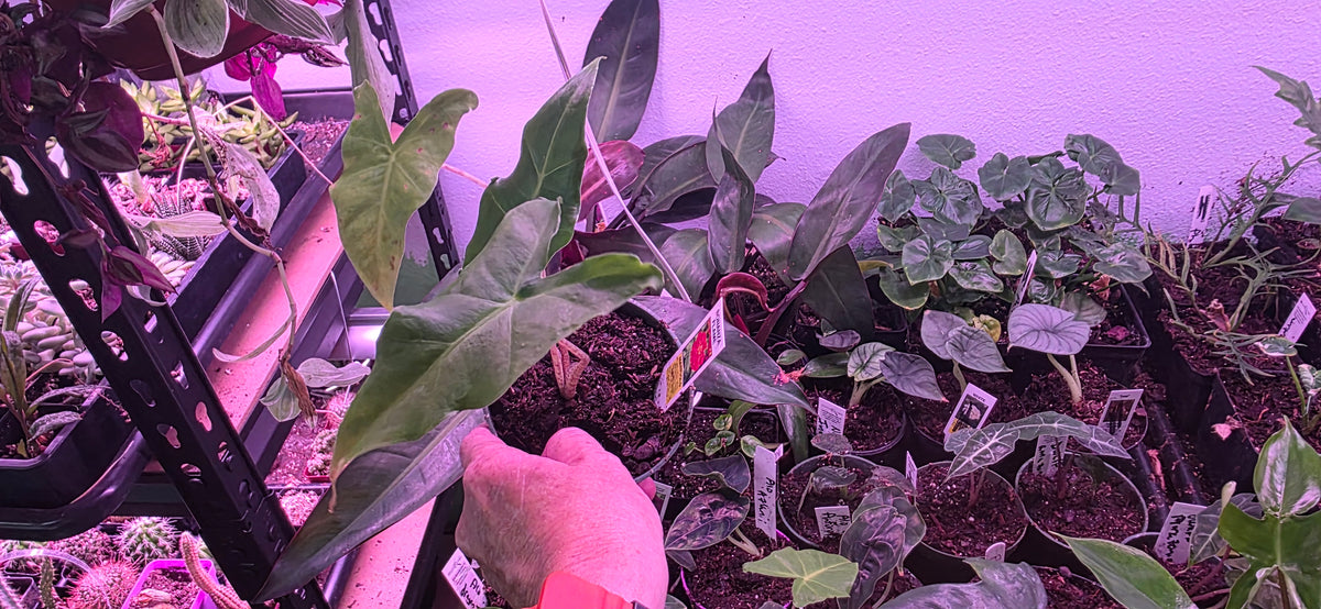 Alocasia Golden Dragon