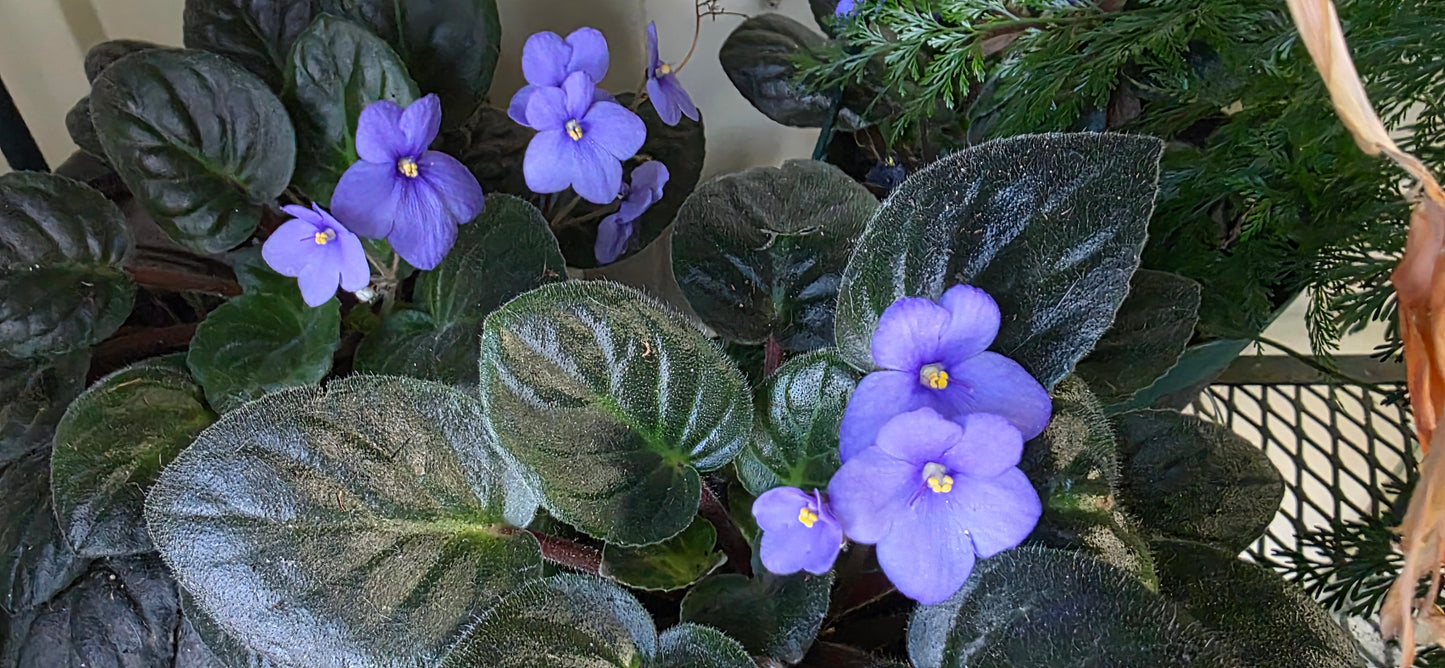Violets