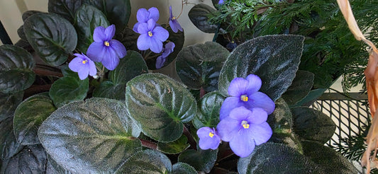 Violets