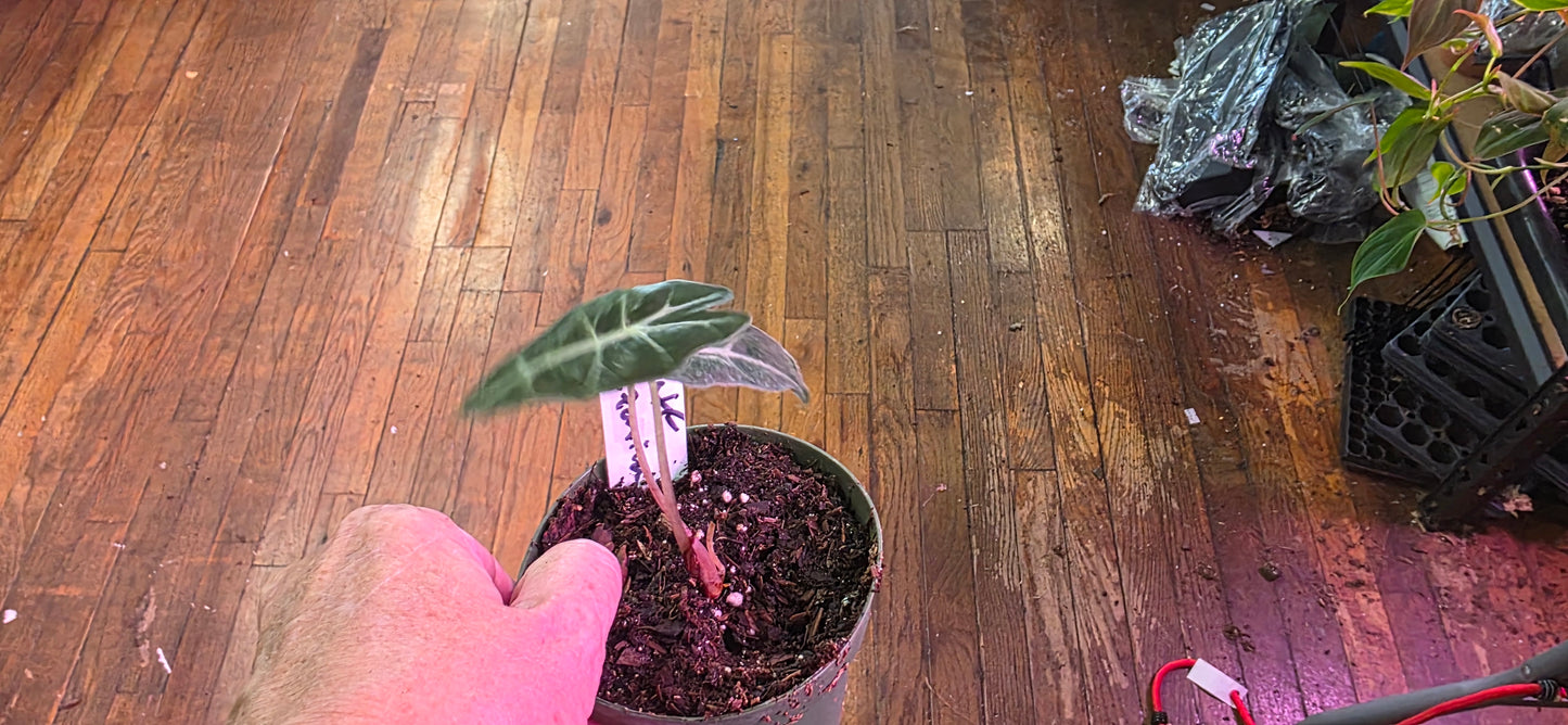 Alocasia Dwarf Amazonica
