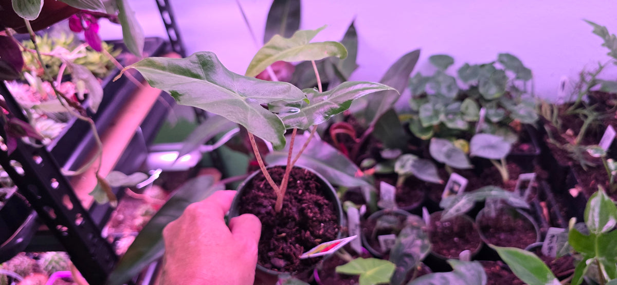 Alocasia Golden Dragon