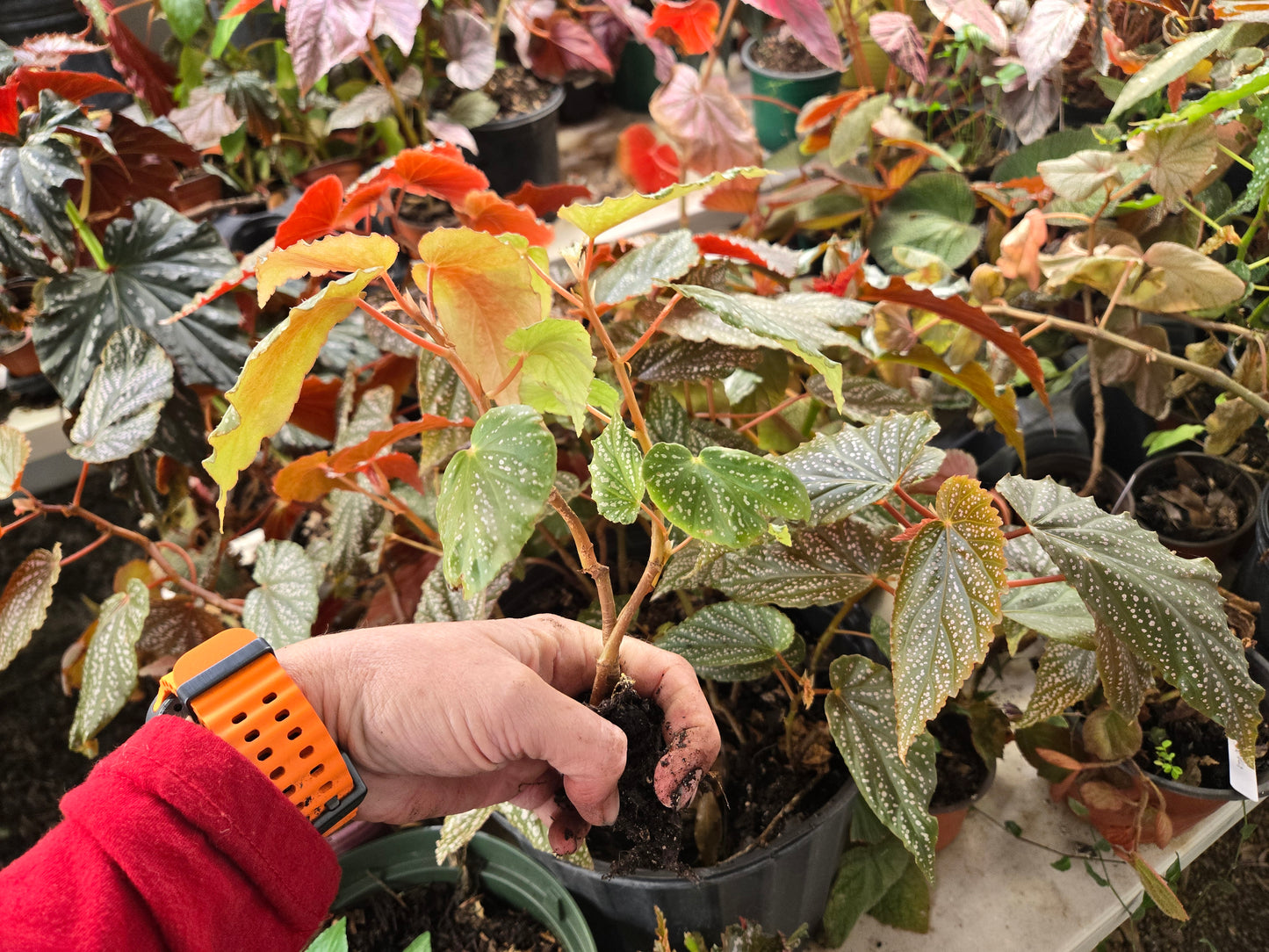 Small Begonia 'PINK SPOT MACULATA' polka dot begonia angel wing /cane