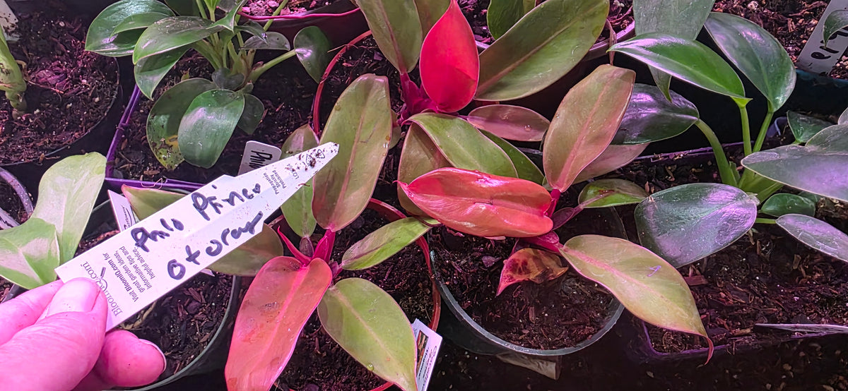 Philodendron Prince of Orange .