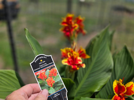 'CANNOVA RED GOLDEN FLAME Canna live plant