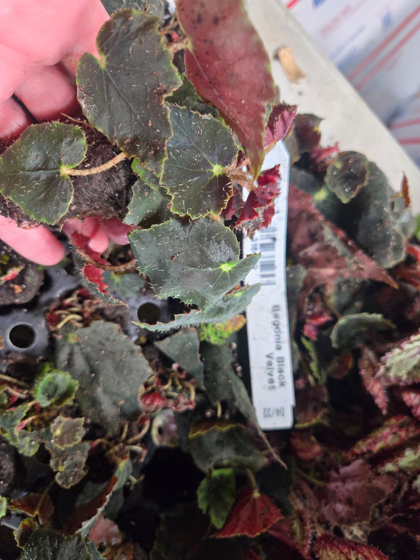 5 LOT of  BEGONIAS