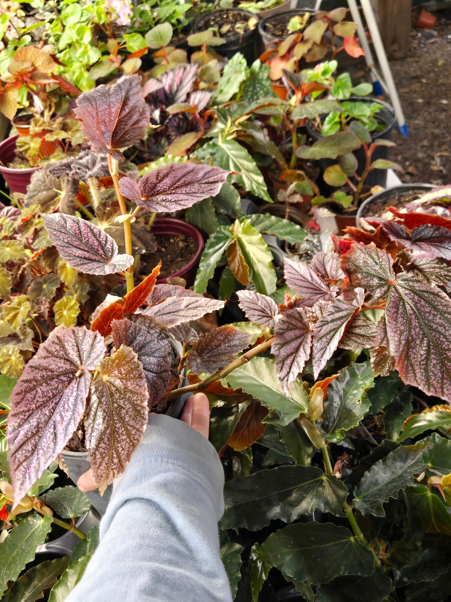 5 LOT of  BEGONIAS