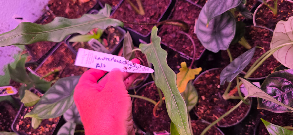 Alocasia Lauterbaachiana